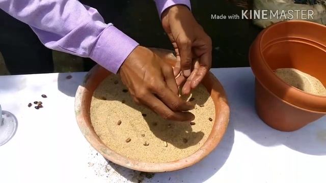 How the Phoenix roebelenii or Pigmy Date Palm is Propagated // THE NURSERY METHOD REVEALED. смотреть онлайн