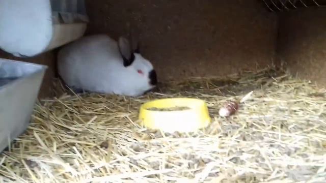 Клетка для уличного содержания кроликов (ЧАСТЬ 1) смотреть онлайн