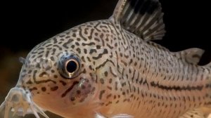 СОМИКИ КОРИДОРАСЫ. СОДЕРЖАНИЕ В АКВАРИУМЕ И РАЗВЕДЕНИЕ