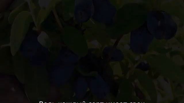 Как обрезать жимолость весной смотреть онлайн