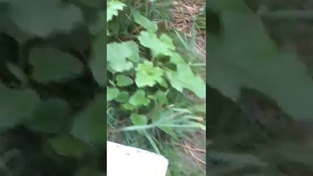 Ловля пеленгаса на Дону мастер-класс смотреть онлайн