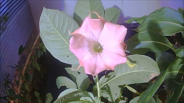 Angel's Trumpet, Brugmansia - Time Lapse смотреть онлайн