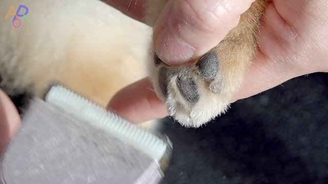 Process of Furry Puppy Becoming Teddy Bear. Korean Dog Beautician смотреть онлайн