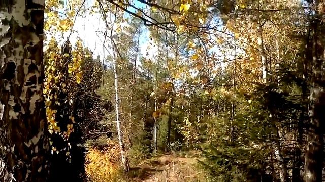 КРАСИВЫЕ ВЕТВИ БЕРЁЗЫ. БЕРЁЗА, РЕКА, ЛИСТЬЯ ПАДАЮТ В ВОДУ, ОСЕНЬ. ФУТАЖИ ДЛЯ ВИДЕОМОНТАЖА. смотреть онлайн