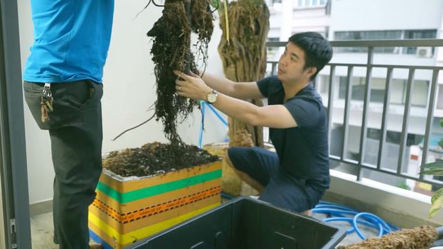 Thiết kế căn phòng trồng kiểng lá như thế nào cho cây bung sắc | How to grow plants indoor смотреть онлайн