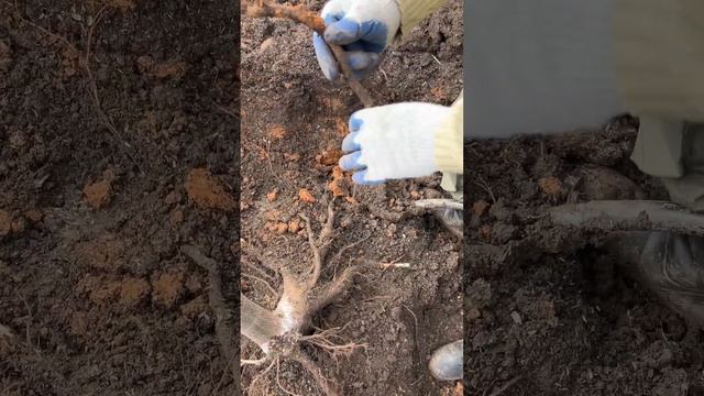 Корневые черенки Павловнии