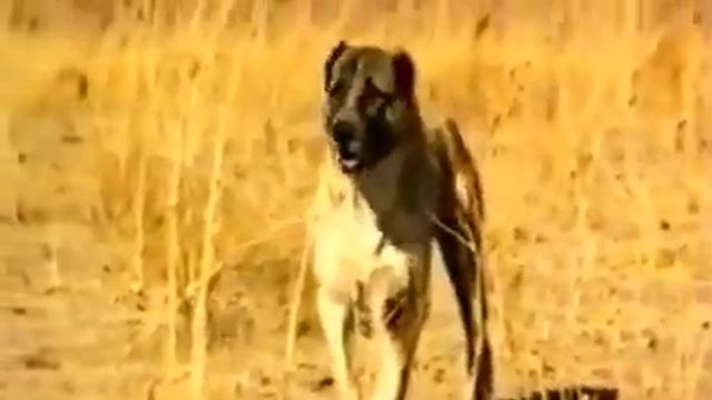 чабанские собаки Туркмении 1996 год САО Central Asian Work Dogs Alabai Turkmen alabay Aboriginal смотреть онлайн