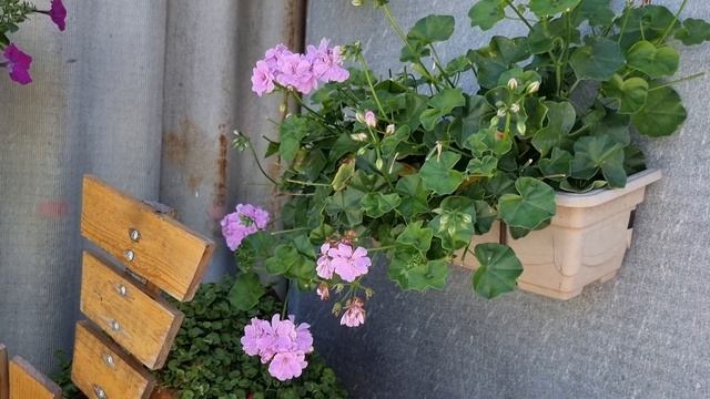 Красивые декоративно-лиственные растения для сада смотреть онлайн