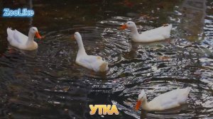 КАК ГОВОРИТ УТКА / ЗВУКИ СЕЛЕЗНЯ ?

#утка #селезень #звуки_утки #домашние_животные