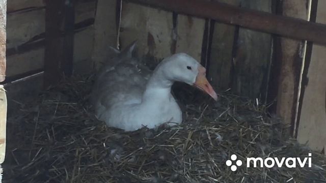 Один единственный Гусёнок и того затоптала/ Вот так мои Гуси насиживают яйца/ Печальный вывод смотреть онлайн