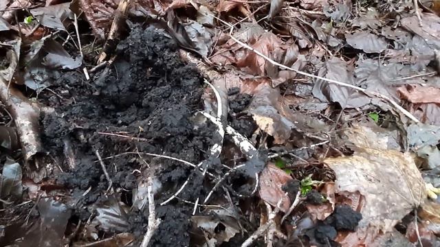 Черемша зимой(и наболело)