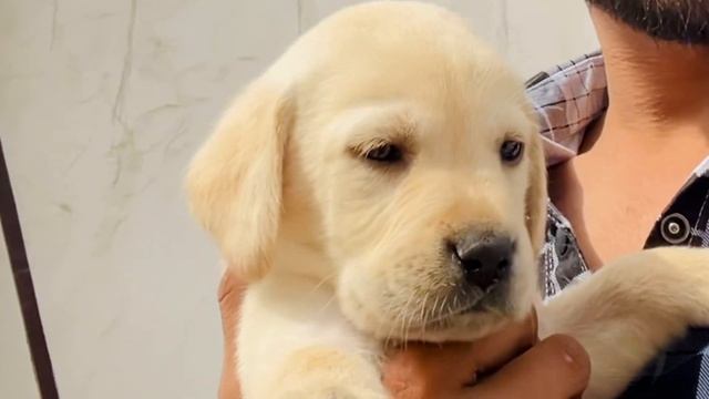 Meet My New Family Member - Oscar ❤️? смотреть онлайн