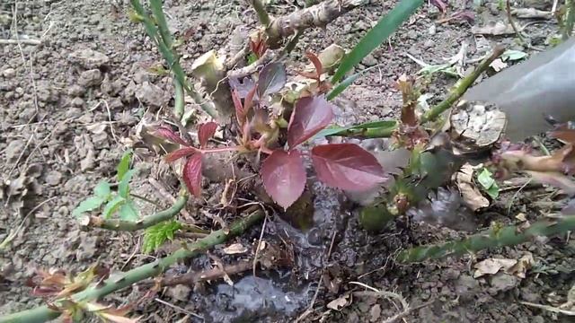 Розы. Весенняя обработка ,подкормка. (16+) смотреть онлайн