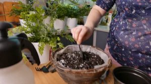 Реанимация папоротника, восстанавливаем после болезни