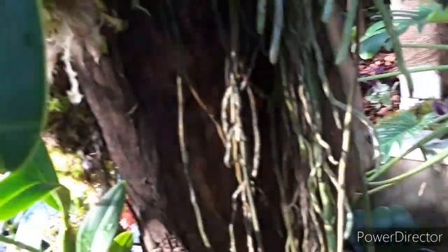 ОРХИДЕИ как декорации в тропическом саду. смотреть онлайн