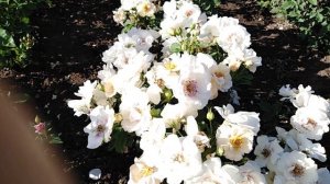 Роза Айс фо Ю (Eyes for You) на rozapochtoi.ru