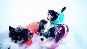 Снежные приключения покемона ❄️ Первый снег Юмичу