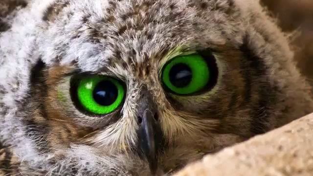 Музыка в плеер. Настоящий хит! Ничего не напоминает?! смотреть онлайн