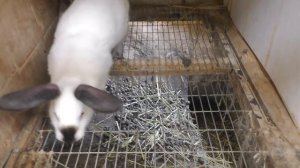 ВСЁ О КАЛИФОРНИЙСКОЙ ПОРОДЕ КРОЛИКОВ Кролики содержание  разведение