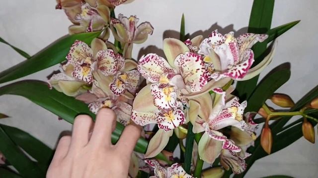Новенькие!!! Cymbidium