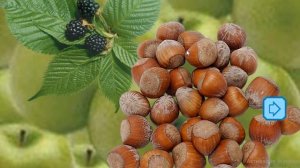 Почему нужно есть много овощей и фруктов  Окружающий мир 1 кл