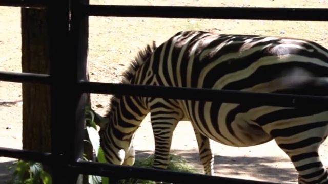 ZOO PRAGUE, ZOOLOGICKÁ ZAHRADA PRAHA , 2017 смотреть онлайн