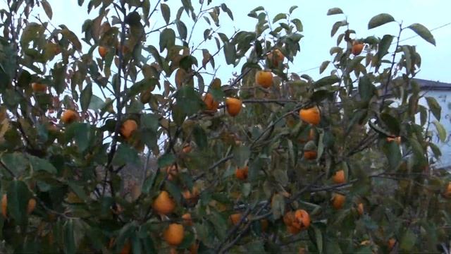 Хурма созревает! смотреть онлайн