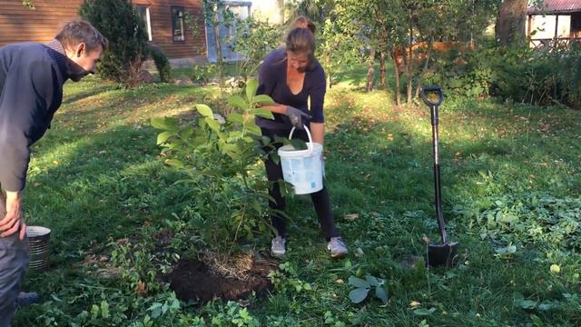 Dangerous apple branch removing Challenges of gardening смотреть онлайн