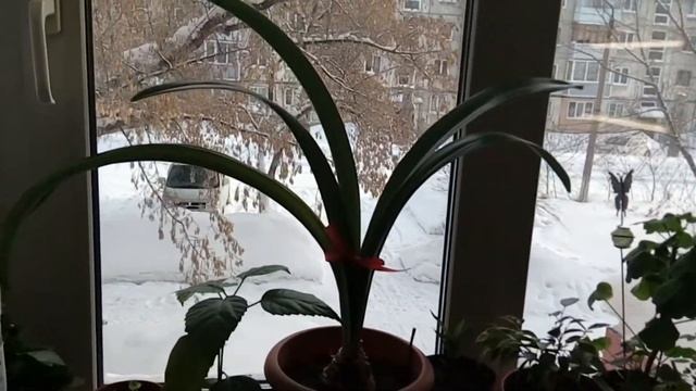 Полив комнатных растений водой от орхидей. Изменения с цветочками. смотреть онлайн