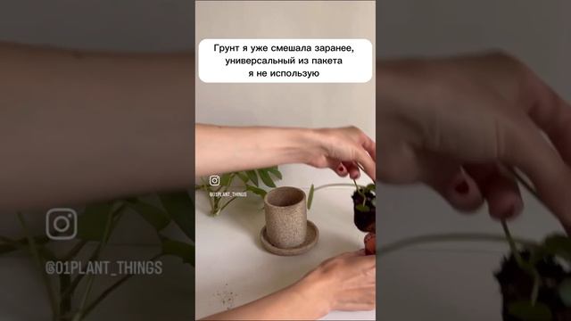 Пересаживаем Пилею #растениядома #пересадка смотреть онлайн