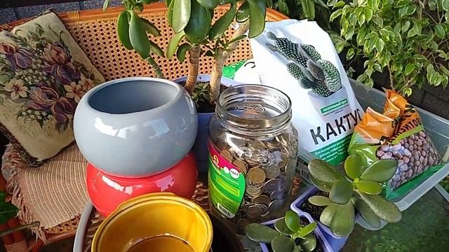 Денежное дерево( Крассула) сажаем по феншуй