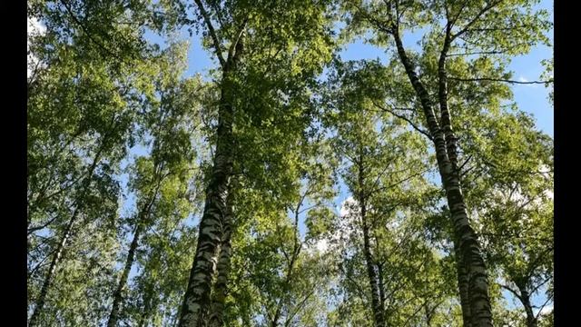 Берёзы России смотреть онлайн