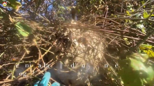 Азиатский шершнеь в ежевике. Мощная атака. Охотник на шершня (сезон 2022) смотреть онлайн