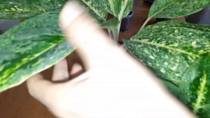 Голландские Аглаонемы & Тайские Аглаонемы. Анимани, Саб Монгол, Гибрид  Fln 09, Thong Nopakun...