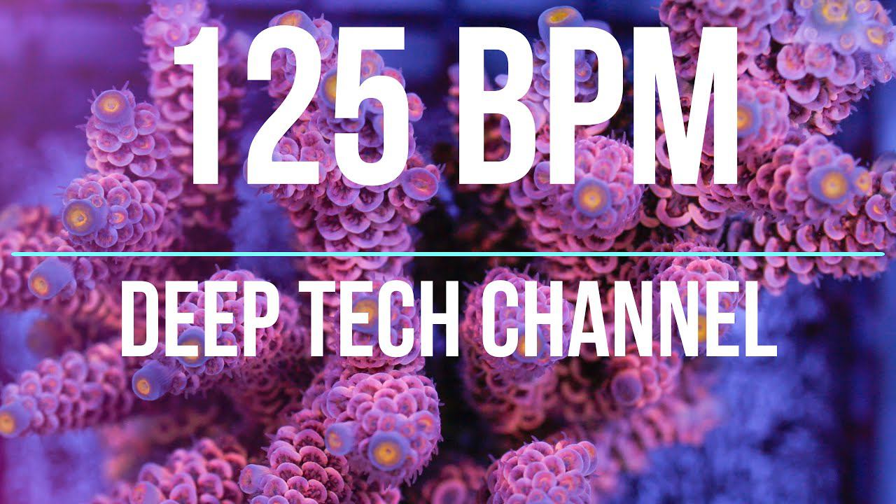 /MELODIC TECH/DEEP HOUSE/VOCAL TECH/