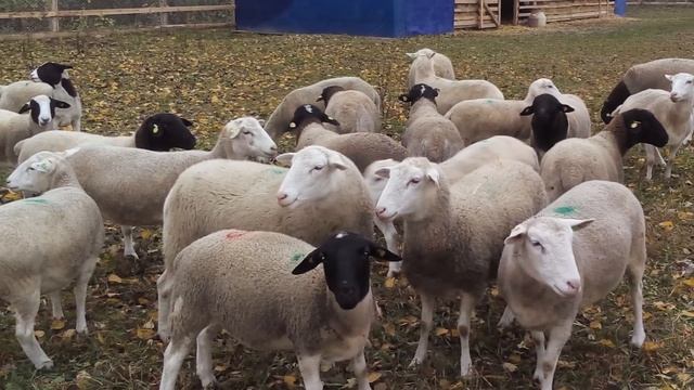 Овцы породы Дорпер | Все что нужно знать о разведении и содержании овец дорперов | Овцеводство смотреть онлайн