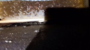 Зимовка пчел в пчелопавильоне