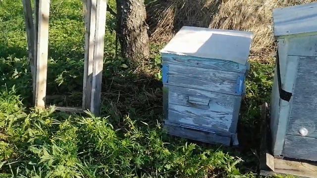 Улей Дадан мой отзыв - ругаюсь. Никогда не буду заниматься этими американскими ульями. смотреть онлайн