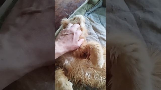 Молодая кошечка породы МЕЙН-КУН, окрас рыжий солид, возраст полтора года. Включился режим погладить смотреть онлайн