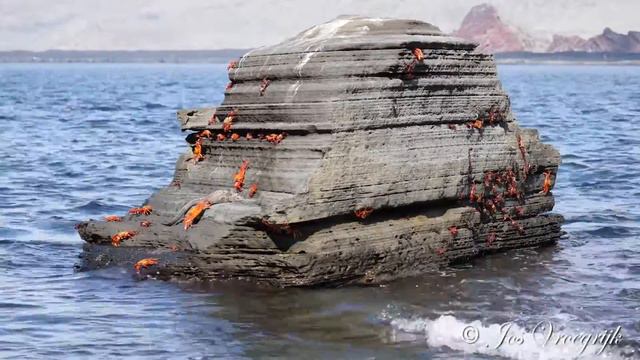 Grapsus grapsus, Sally lightfoot krab, Krab Galapagos 2016 смотреть онлайн