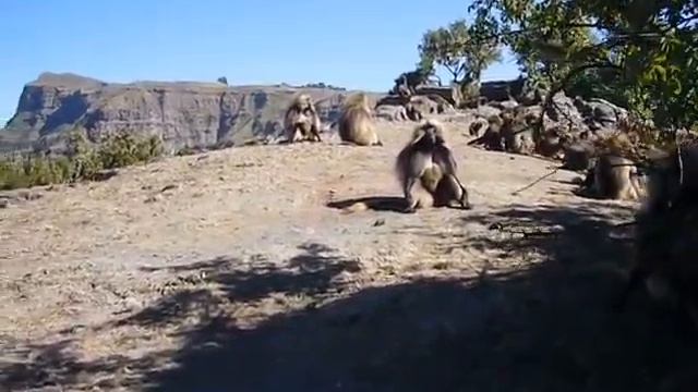 Gelada Baboons In Ethiopia