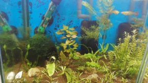 Как быстро выловить новорождённых мальков из аквариума- мой #аквариумный_ лайфхак Часть 1