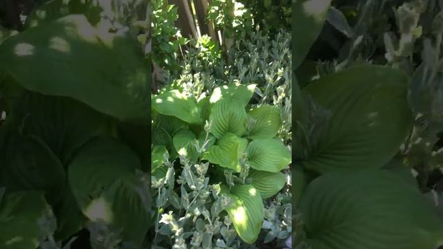 June 10 2021 Garden Tour - features thornless roses - Zephirine Drouhin. смотреть онлайн