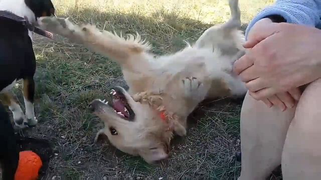 Как правильно сжевать золотистого ретривера смотреть онлайн