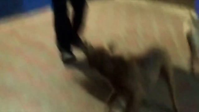 Собака немецкий боксер бегает с хозяином, умный пес, отстаивает свое мнение! смотреть онлайн