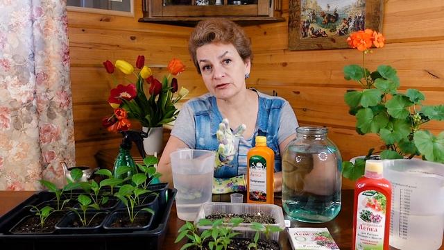 Чем подкормить маленькую рассаду, а чем подросшую? Простой рацион от Буйских удобрений. смотреть онлайн