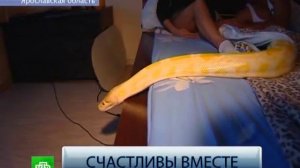 ДОМАШНИЕ ЗМЕИ