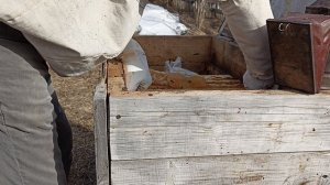 Потеря пчелиной матки.