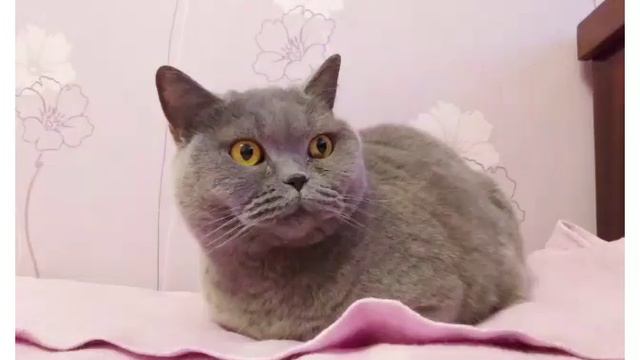 Кошка серая смотреть онлайн