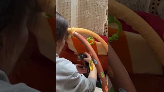 УХОД ЗА НОВОРОЖДЕННЫМИ КОТЯТАМИ. смотреть онлайн